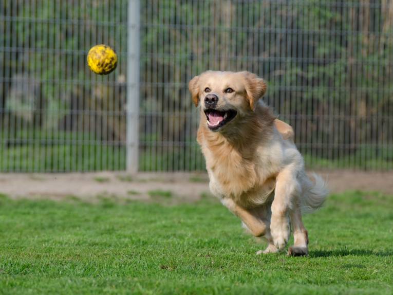 Ein Hund tollt auf einer Wiese.